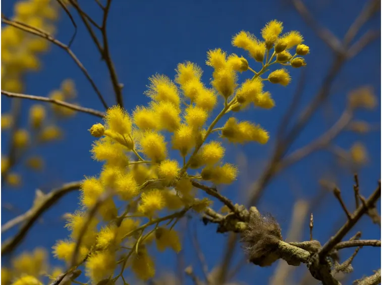 consegna fiori per condoglianze-1