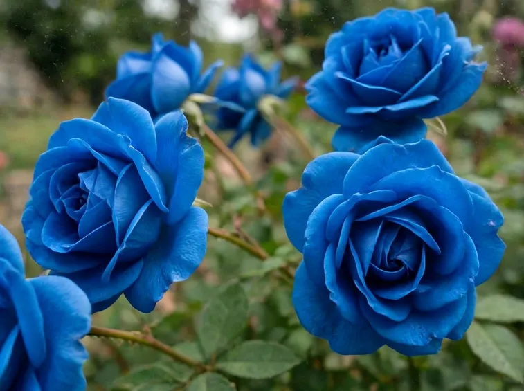 fiori di Como
