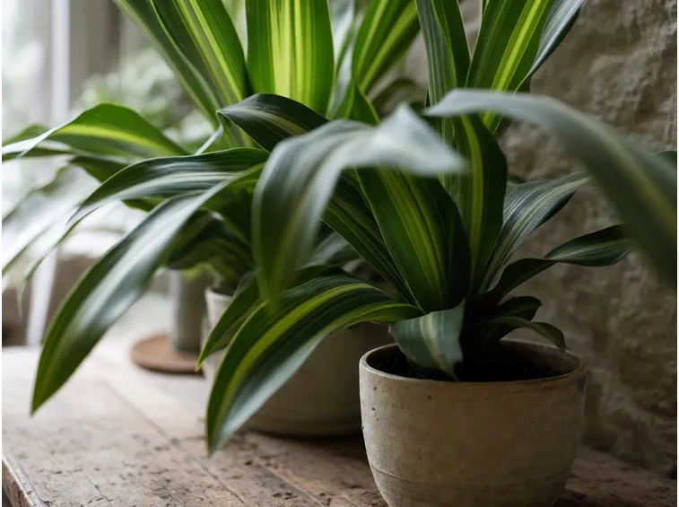 Dracena