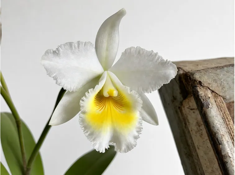 orchidee miltonia-9