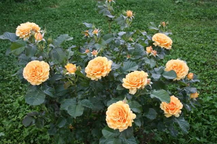 Амбер квин роза описание фото
