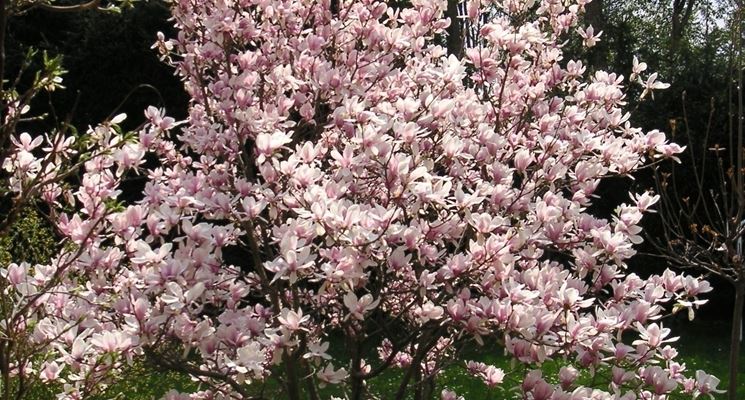 La pianta della magnolia - Alberi - La pianta della magnolia