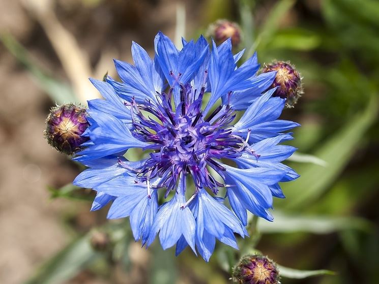 Le Caratteristiche Del Fiordaliso Fiori Piante Il